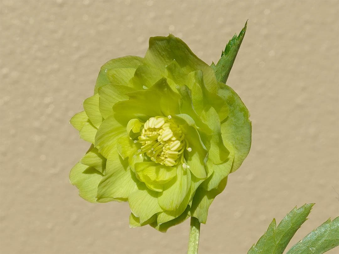 クリスマスローズ dd グロス系グリーン フレグランス