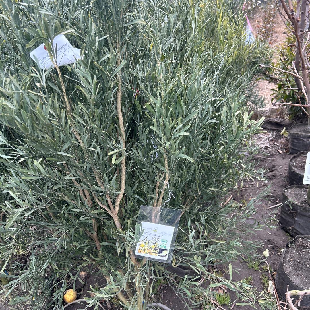 デザートライム　1.6メートル