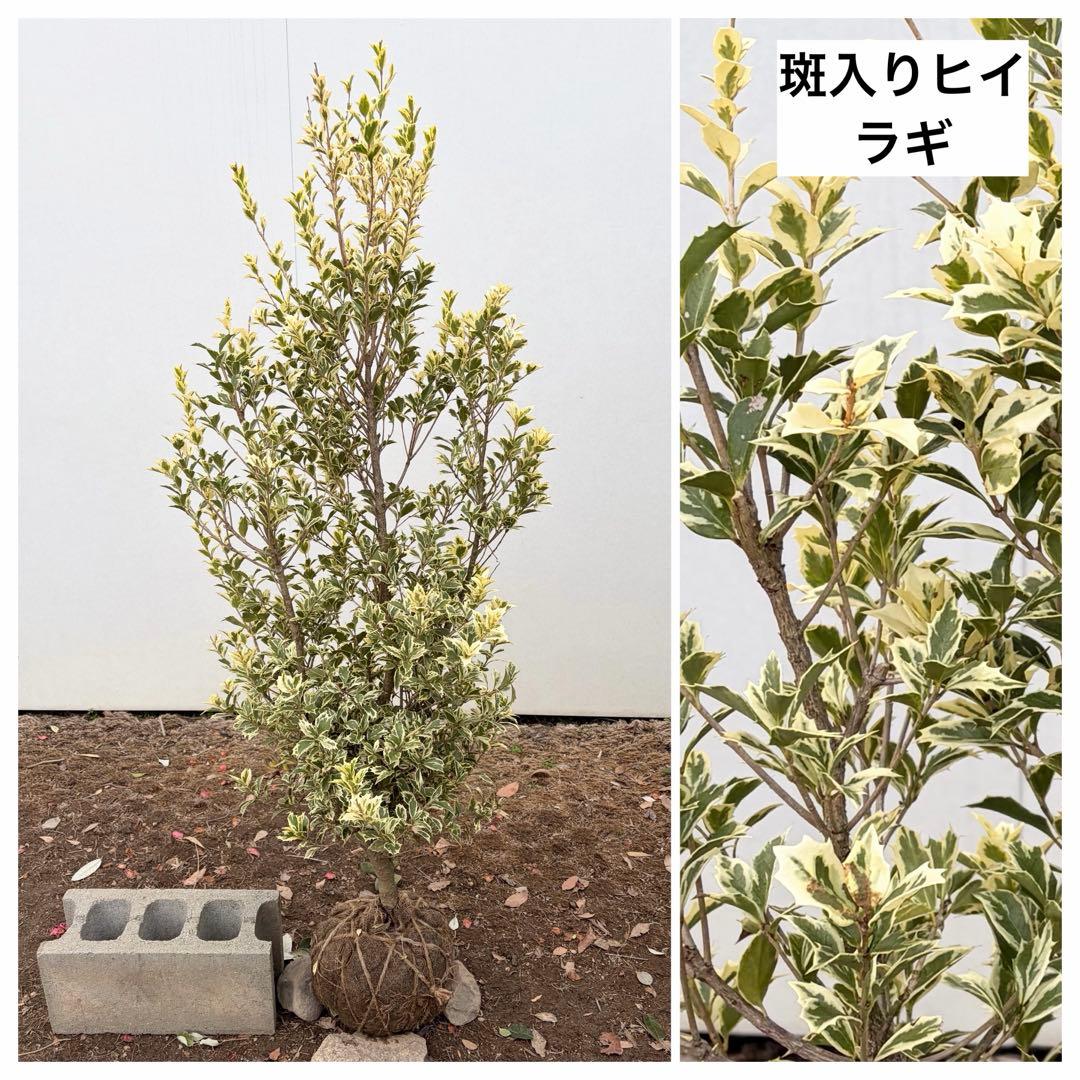 斑入りヒイラギ /89