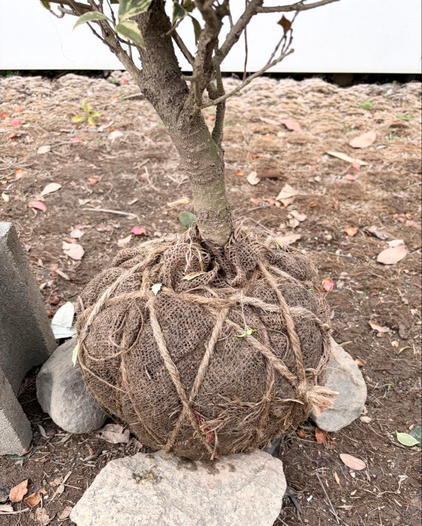 斑入りヒイラギ /89