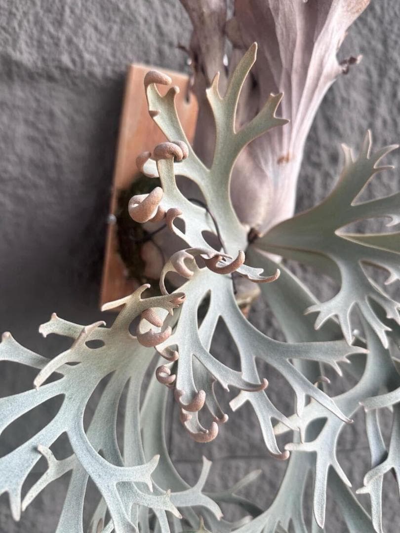 P. Fly ( Yellow Moon dwarf ) YMDS 胞子 #5