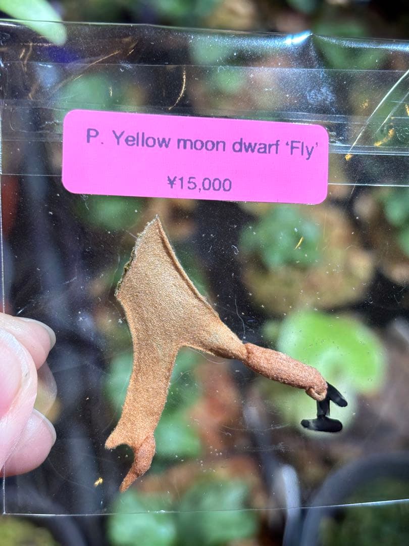 P. Fly ( Yellow Moon dwarf ) YMDS 胞子 #5