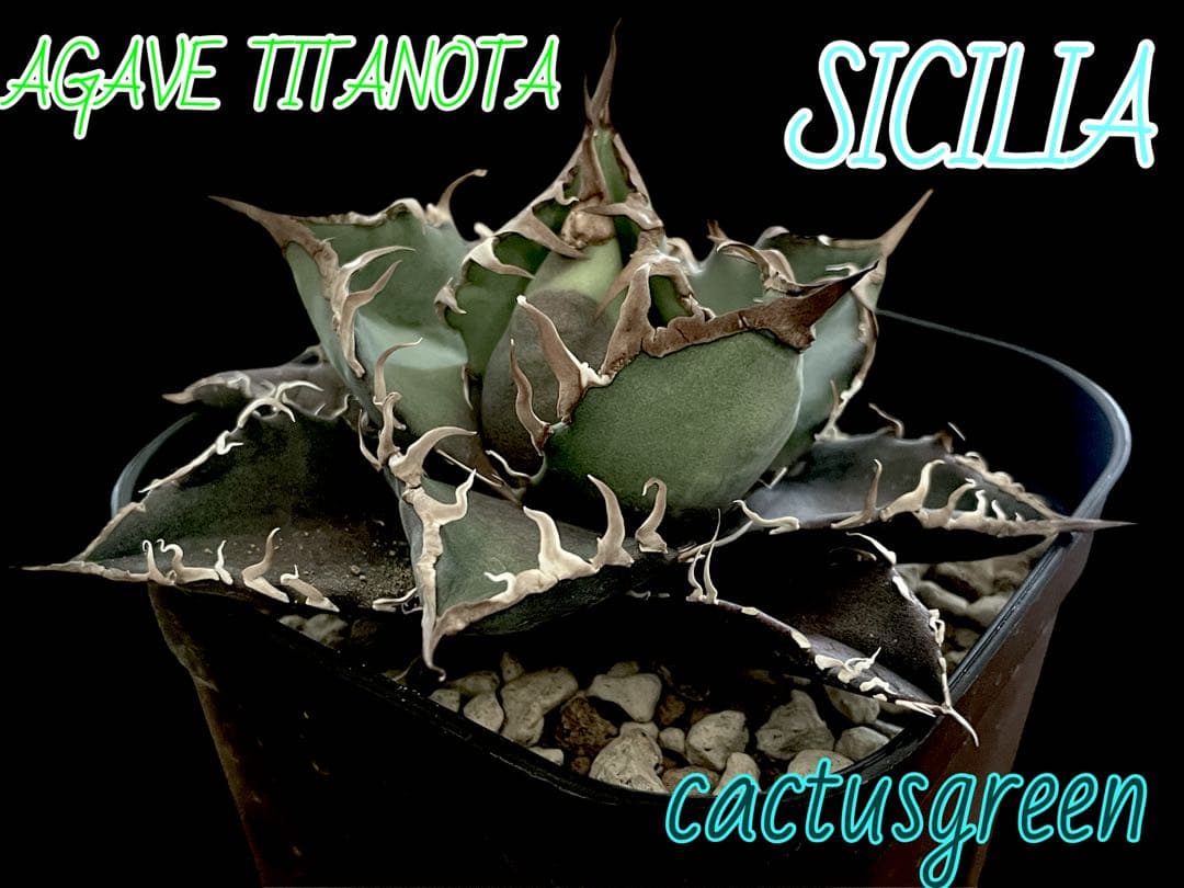 特価【CG産】アガベ チタノタ　シチリア　スパチタ　カクタスグリーン　子株　3