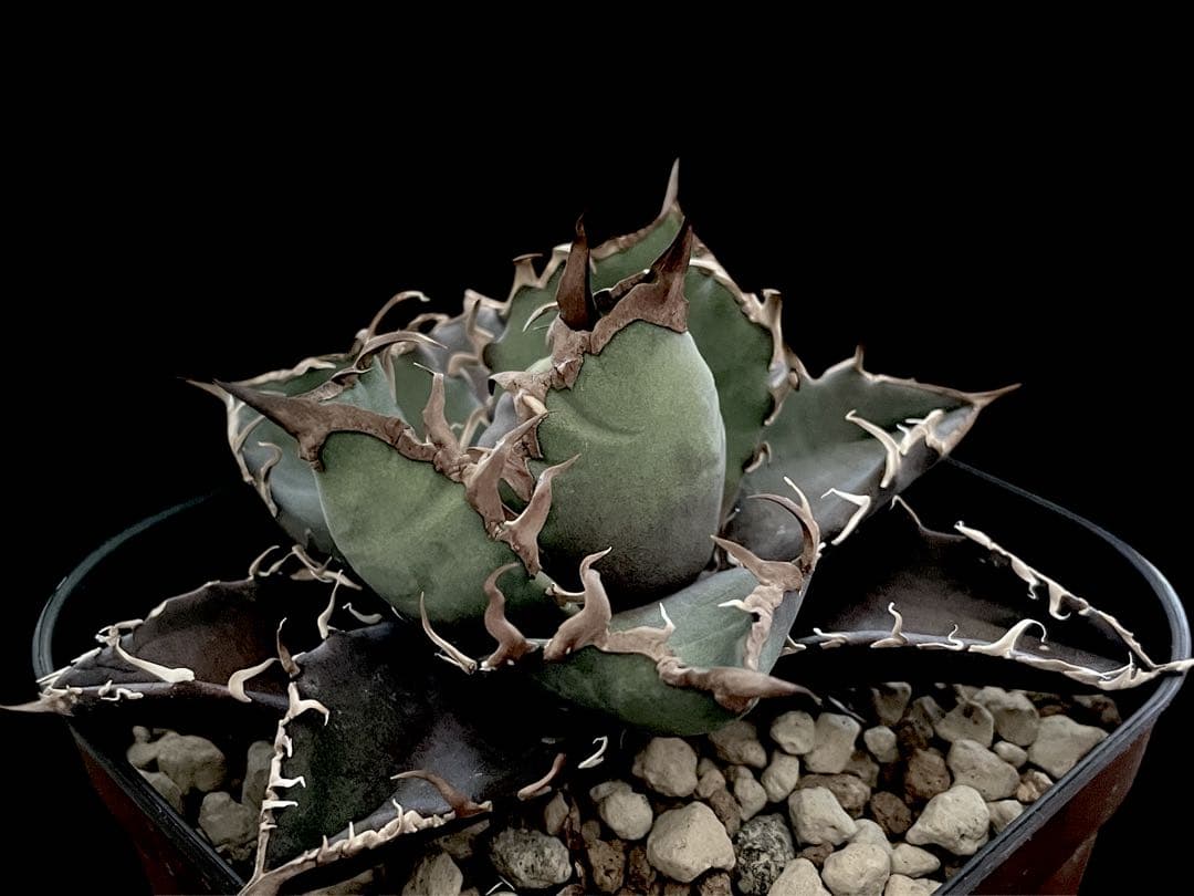 特価【CG産】アガベ チタノタ　シチリア　スパチタ　カクタスグリーン　子株　3