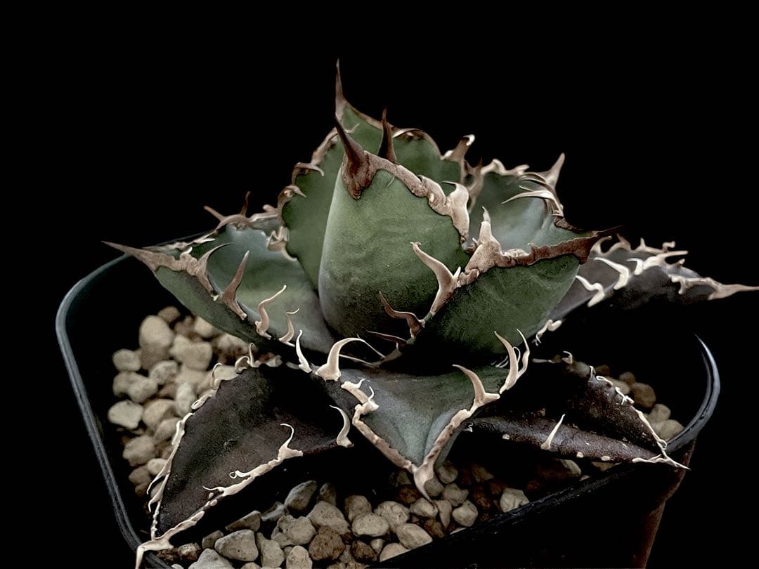 特価【CG産】アガベ チタノタ　シチリア　スパチタ　カクタスグリーン　子株　3