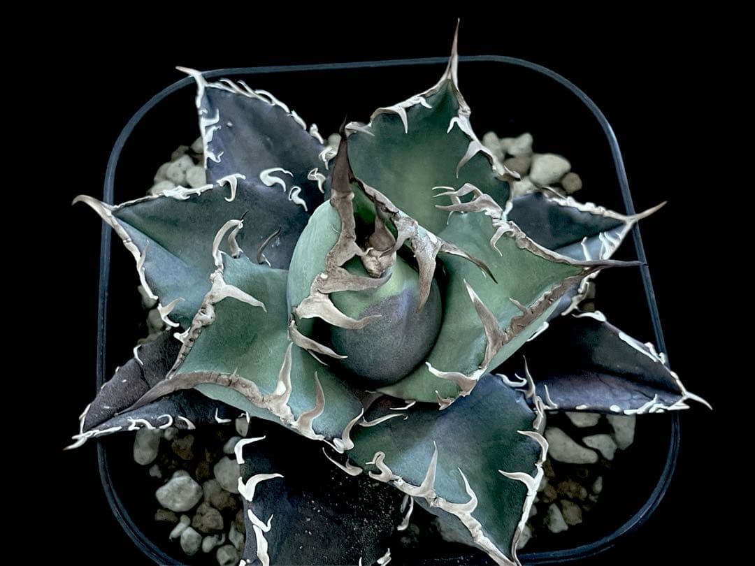 特価【CG産】アガベ チタノタ　シチリア　スパチタ　カクタスグリーン　子株　3