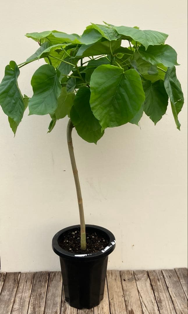 フィカス　ウンベラータ　曲がり　鉢皿付き