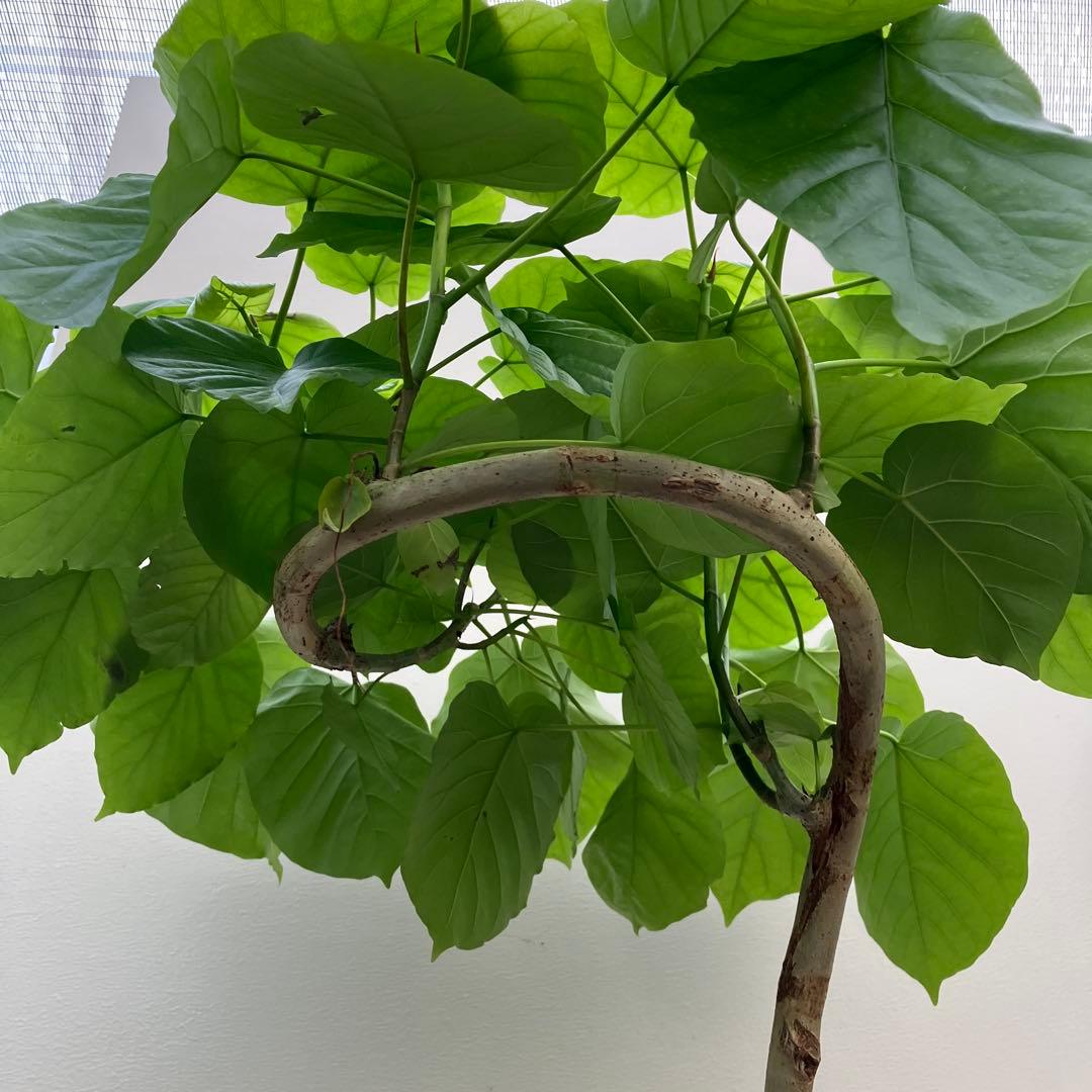 フィカス　ウンベラータ　曲がり　鉢皿付き