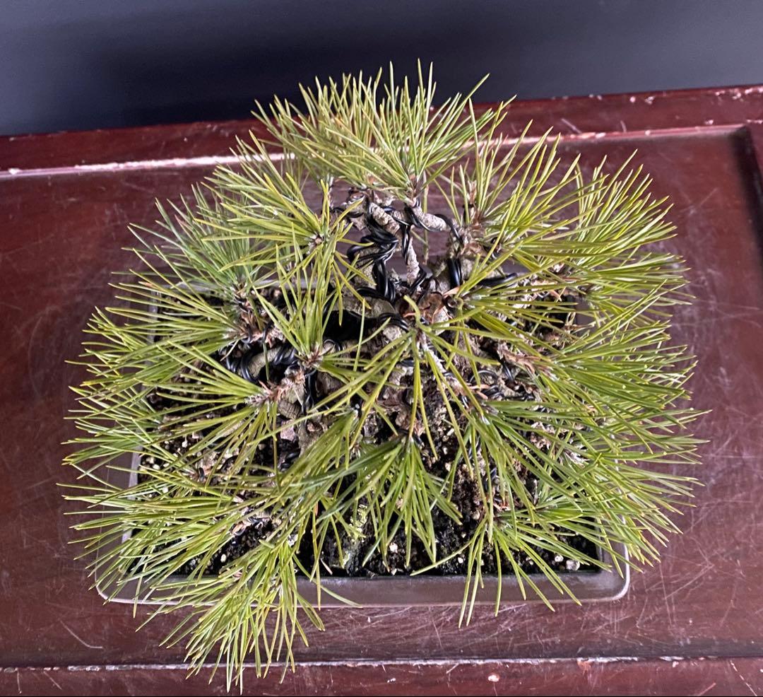 白木盆栽園　黒松　樹高20センチ　小品盆栽黒松赤松五葉松真柏雑木観葉植物