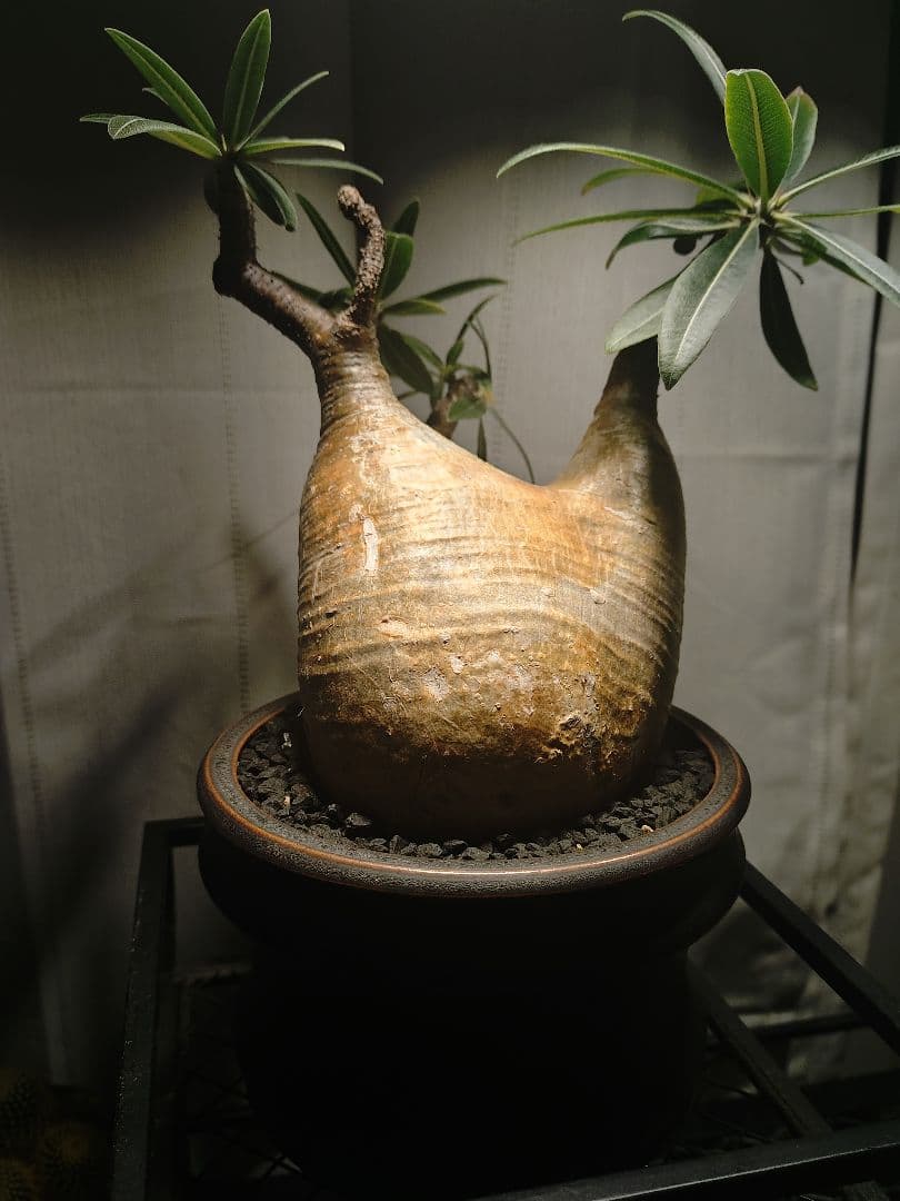 【作家鉢付き】発根済みグラキリス　現地球　 2年育成株　LED屋内管理