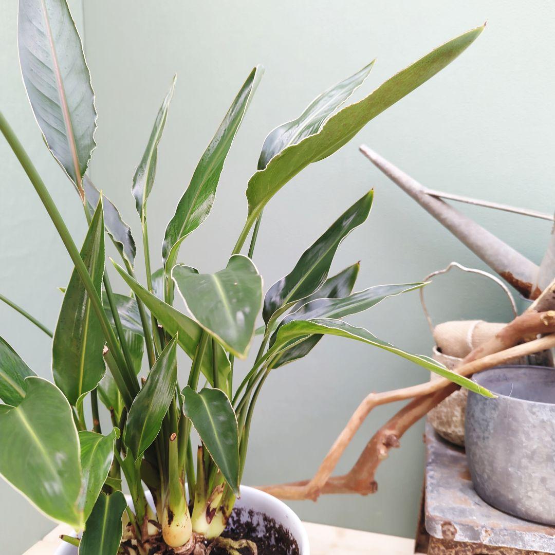 ストレチア レギネ 【現品】極楽湯 オレンジの花 ８号