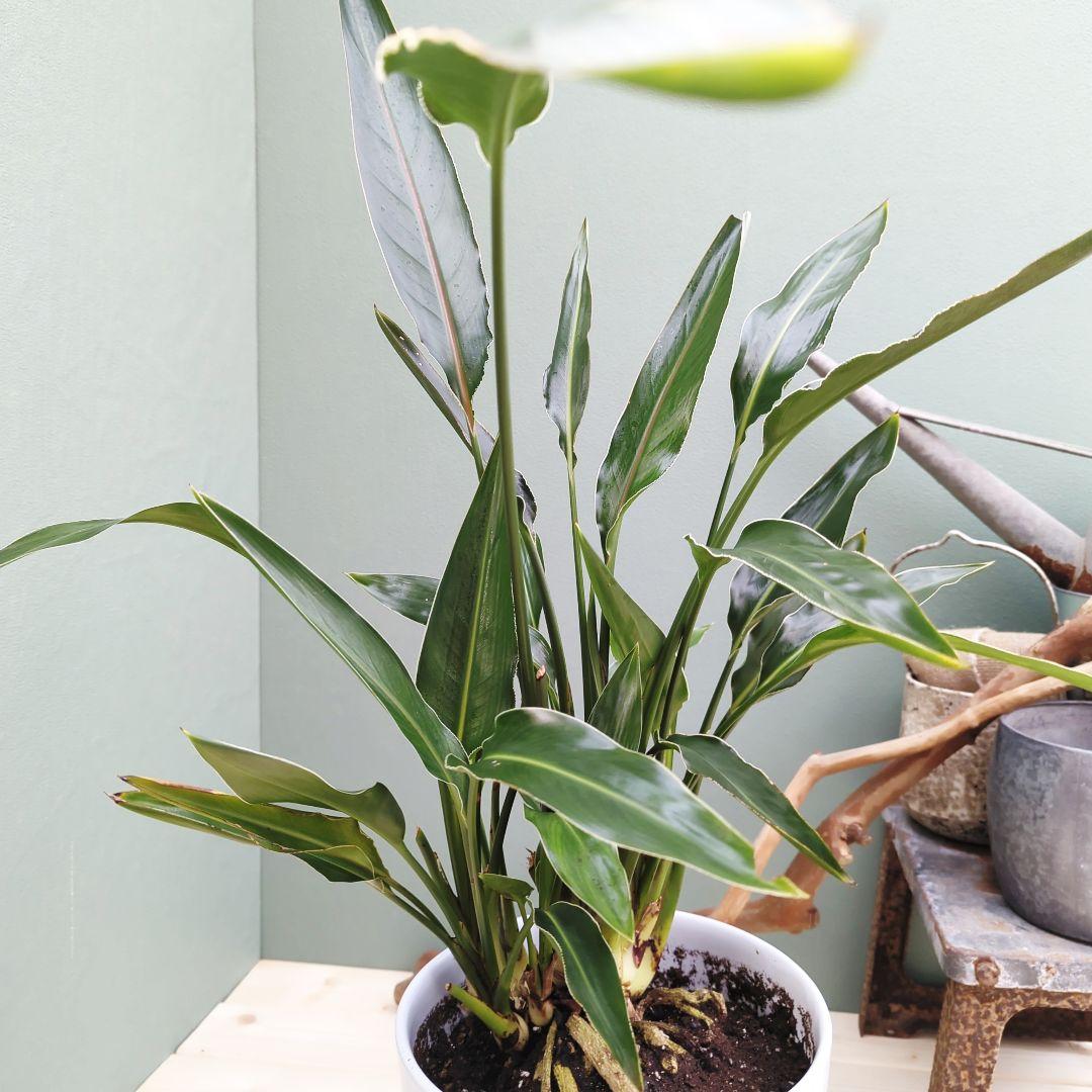 ストレチア レギネ 【現品】極楽湯 オレンジの花 ８号