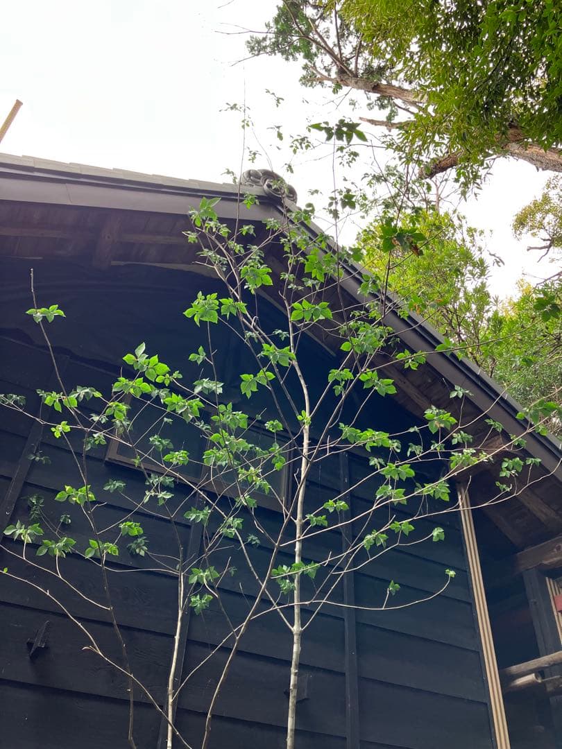 3 山採り　アオダモ