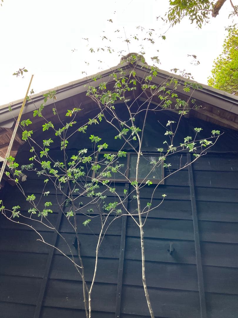 3 山採り　アオダモ