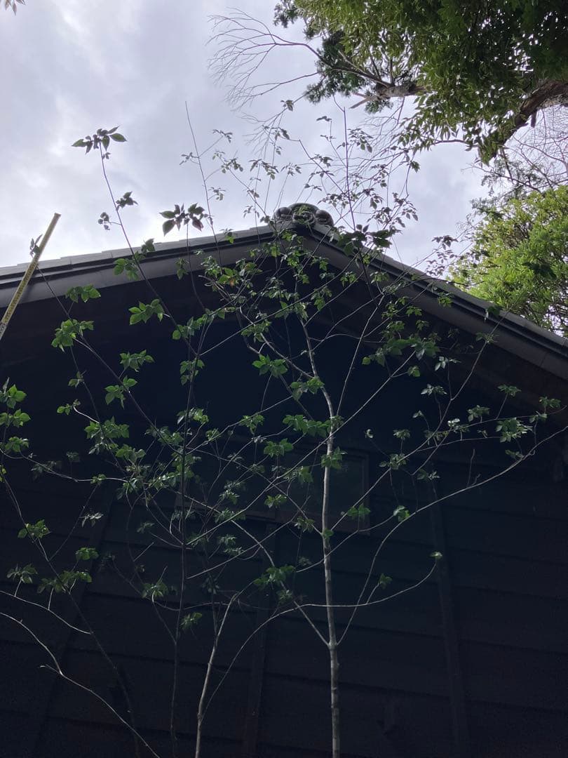 3 山採り　アオダモ