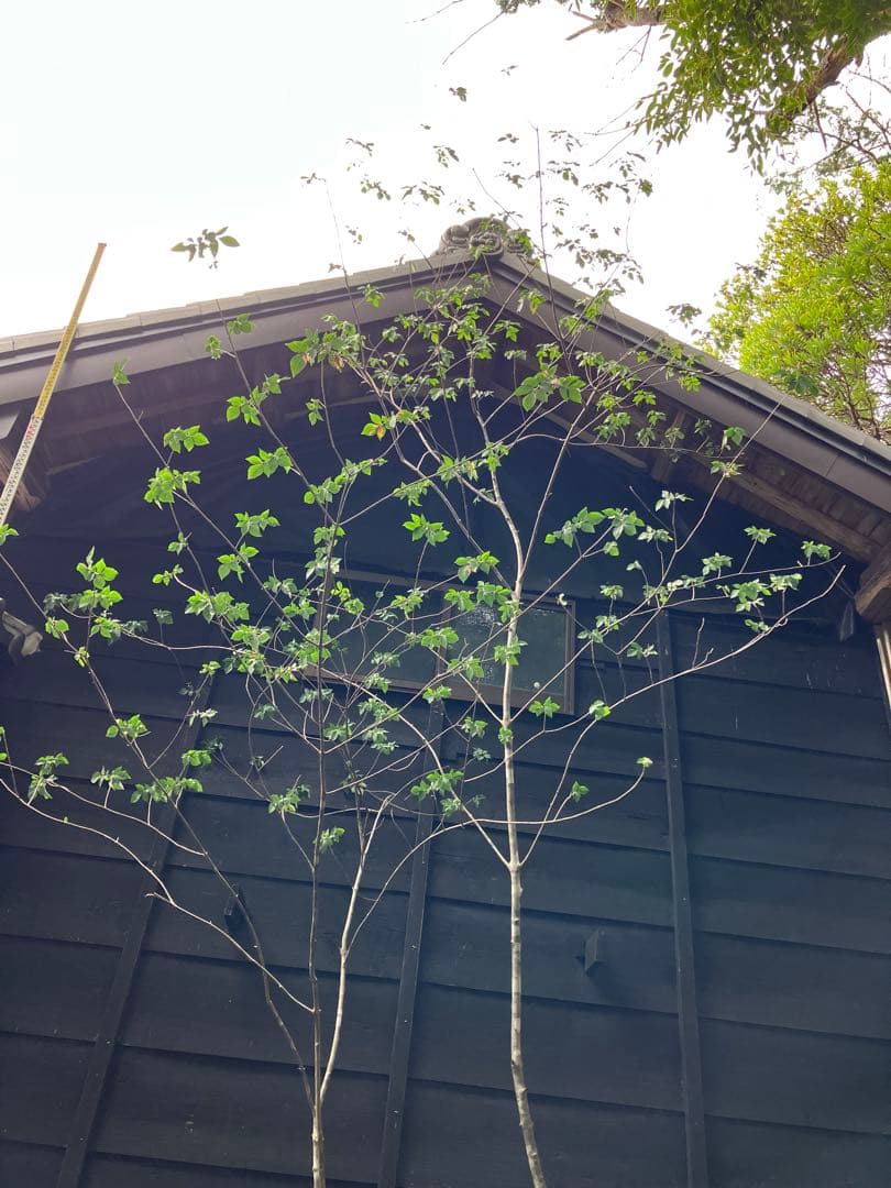 3 山採り　アオダモ