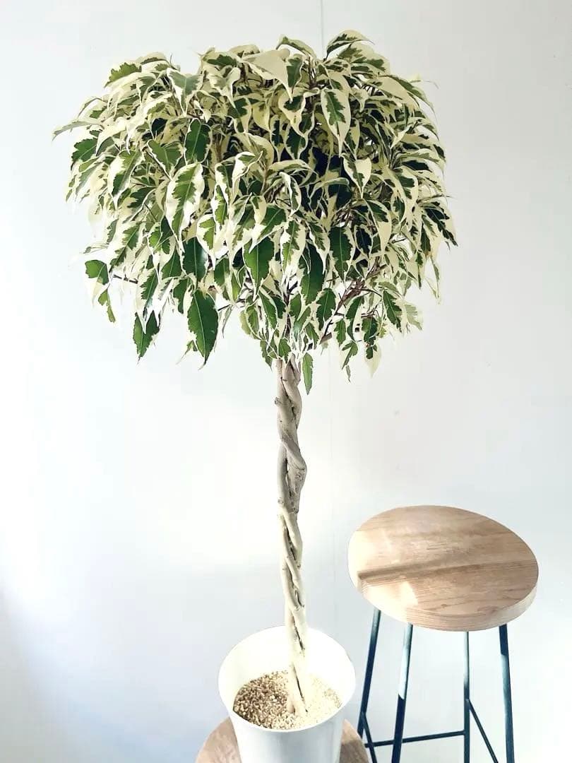 【登録品種】希少 フィカス ベンジャミン スターライト ビュティークイーン 観葉