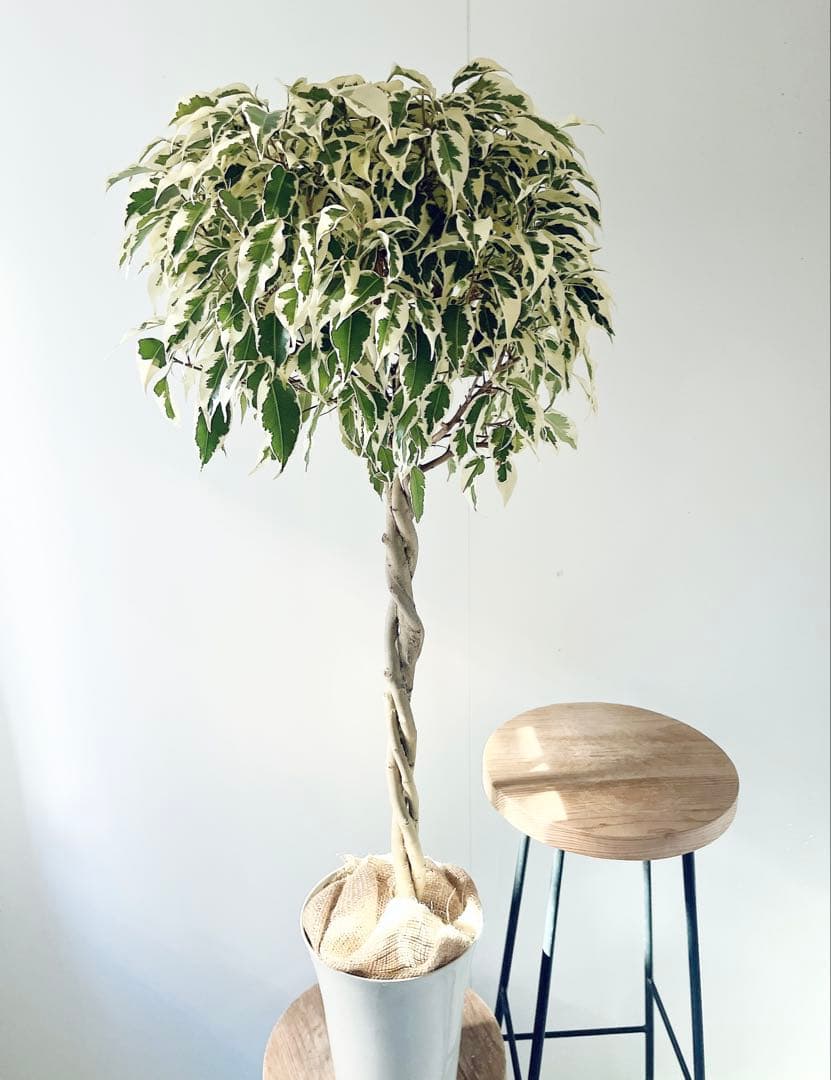 【登録品種】希少 フィカス ベンジャミン スターライト ビュティークイーン 観葉