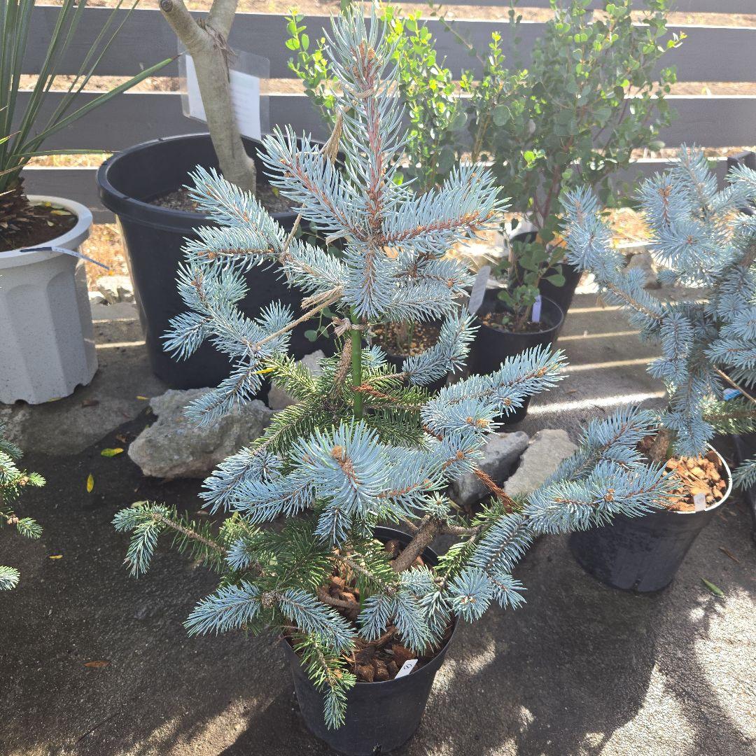 ①　プンゲンス　トウヒ　ホプシー　７号　最高等級極上品‼️