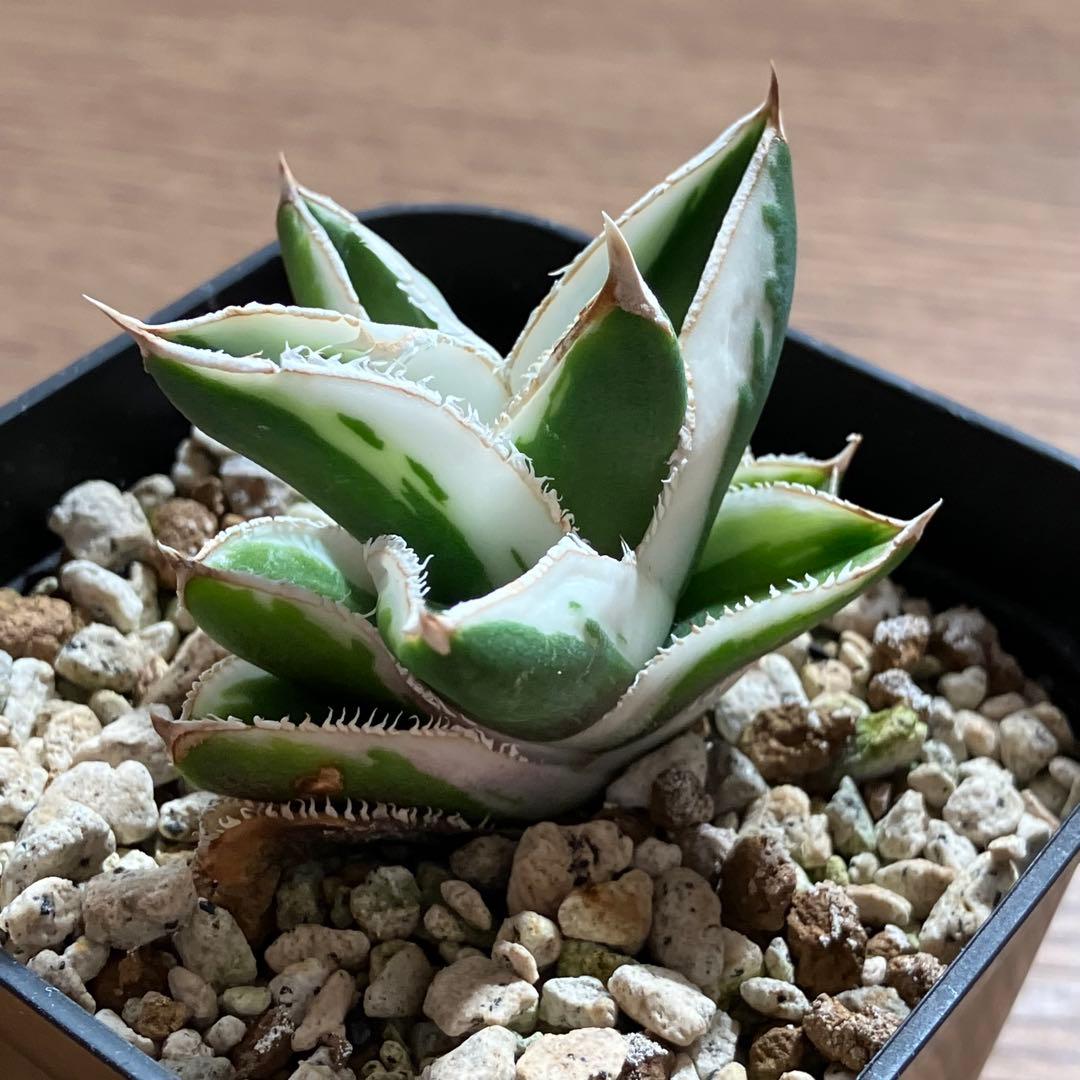 速達【鉢ごと発送】希少　超選抜　特大　アガべ　チタノタ　豆豆龍錦　覆輪斑　TC