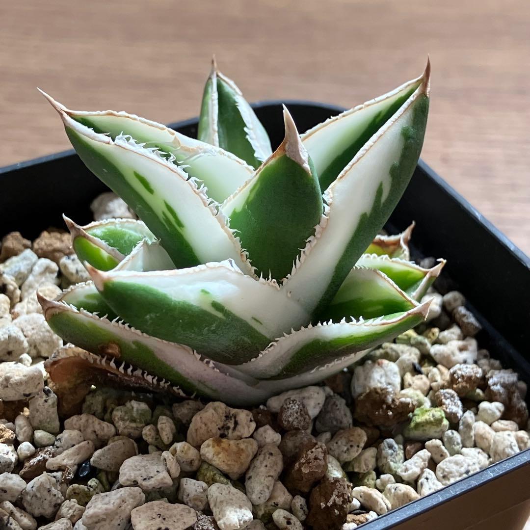 速達【鉢ごと発送】希少　超選抜　特大　アガべ　チタノタ　豆豆龍錦　覆輪斑　TC
