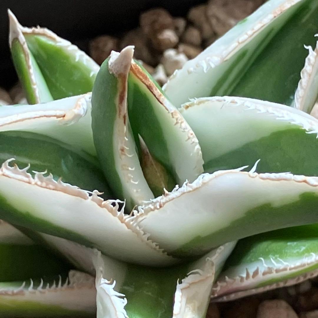 速達【鉢ごと発送】希少　超選抜　特大　アガべ　チタノタ　豆豆龍錦　覆輪斑　TC