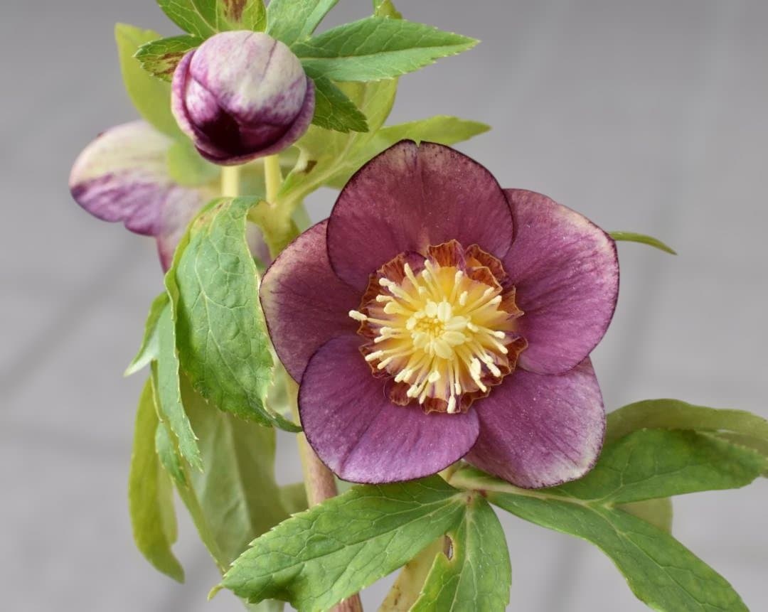 認定　加藤農園　レッドイルミリオン　クリスマスローズ　開花株