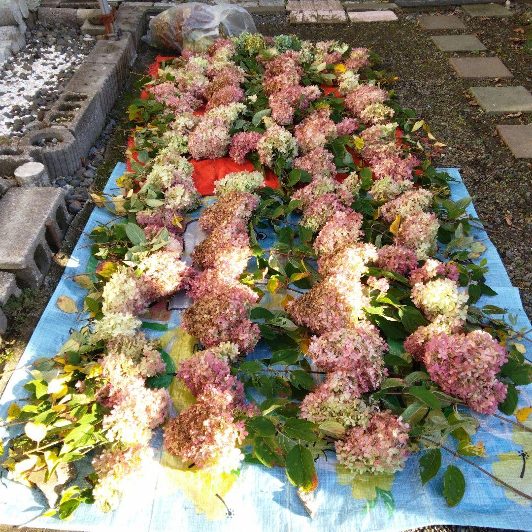 2024.10　ピラミッドアジサイ　　13写真画面から2025年９月現在