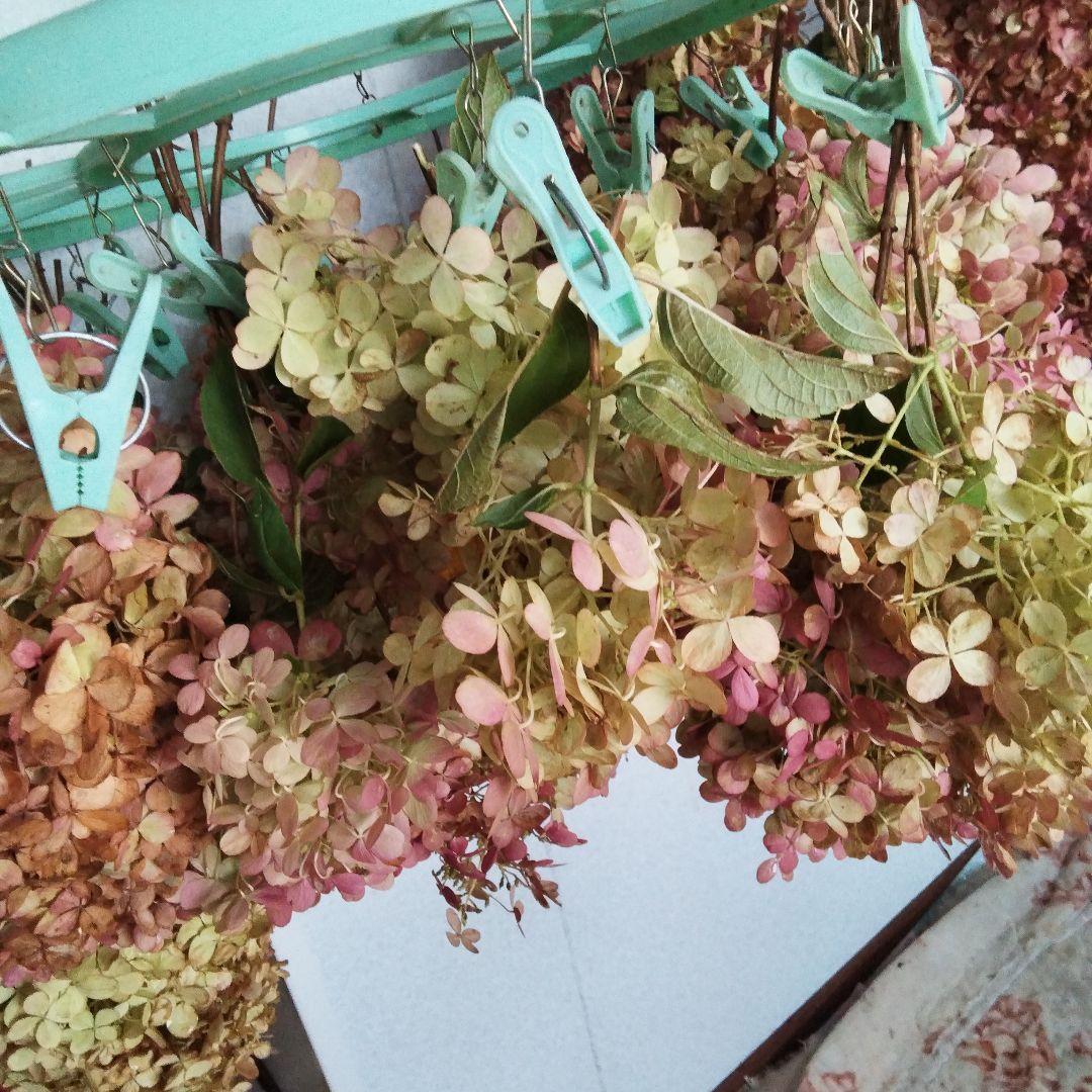 2024.10　ピラミッドアジサイ　　13写真画面から2025年９月現在