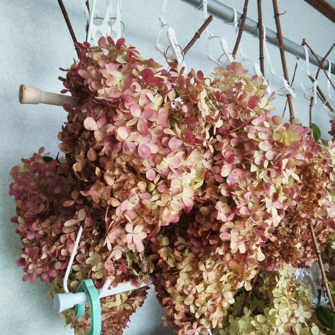 2024.10　ピラミッドアジサイ　　13写真画面から2025年９月現在