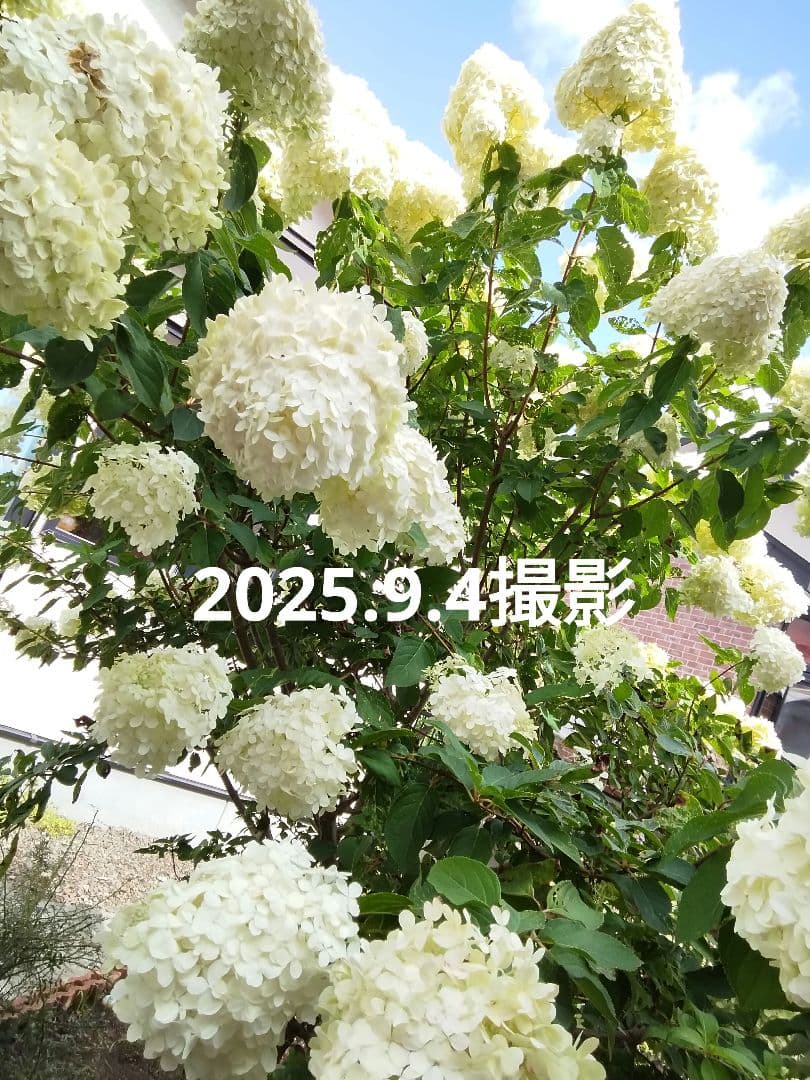 2024.10　ピラミッドアジサイ　　13写真画面から2025年９月現在