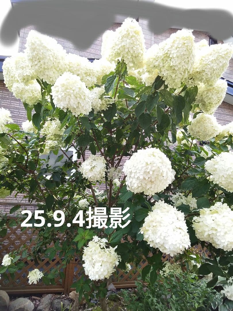 2024.10　ピラミッドアジサイ　　13写真画面から2025年９月現在