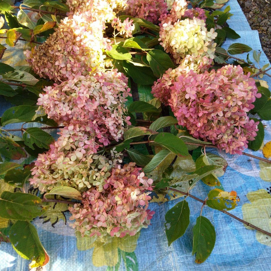 2024.10　ピラミッドアジサイ　　13写真画面から2025年９月現在