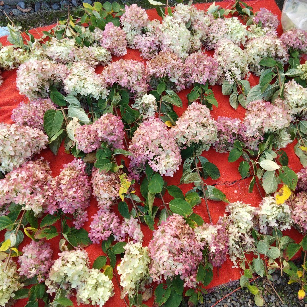 2024.10　ピラミッドアジサイ　　13写真画面から2025年９月現在