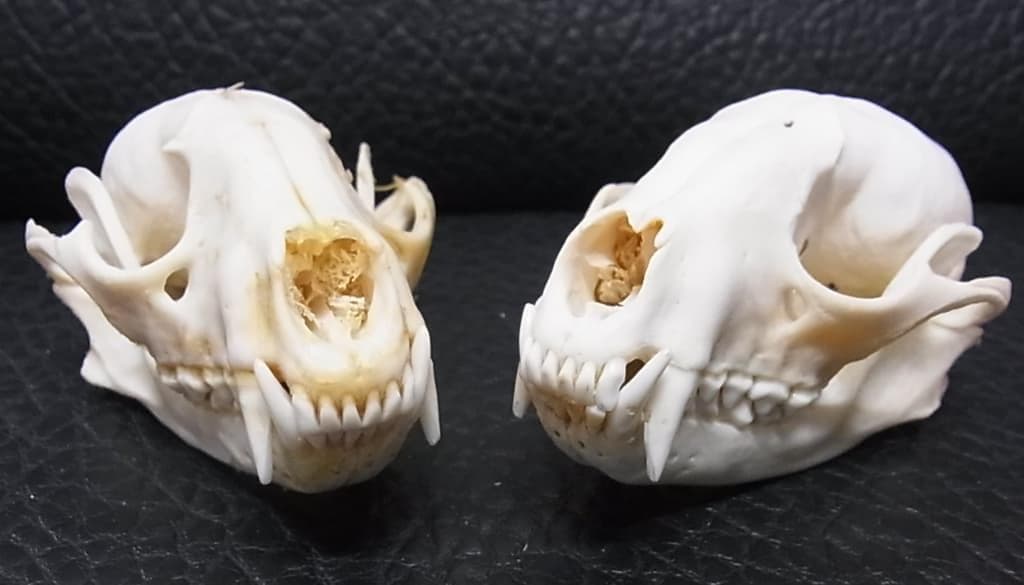 アメリカ産　アライグマ（ラクーン）頭骨