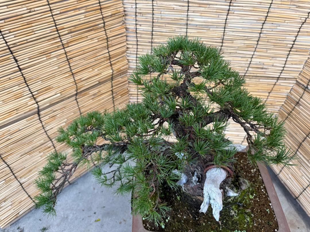 ◎貴重・五葉松《山採り》サバ幹・太幹・山木！