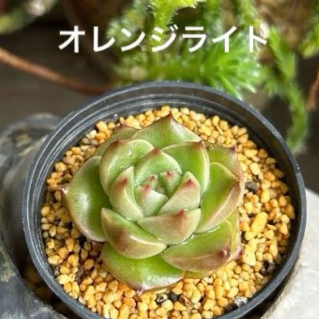 No.531 ❁オレンジライト❁ 抜き苗 多肉植物 寄せ植え