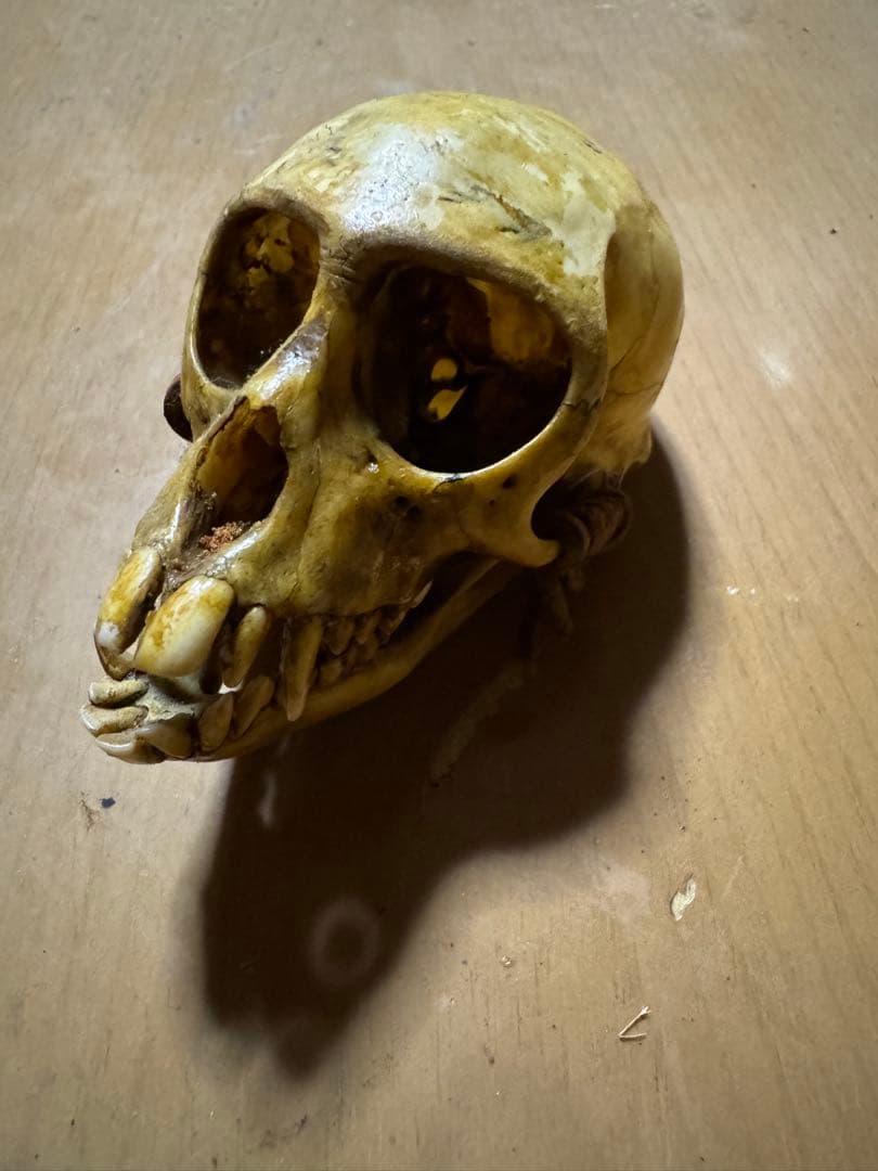 猿　頭蓋骨