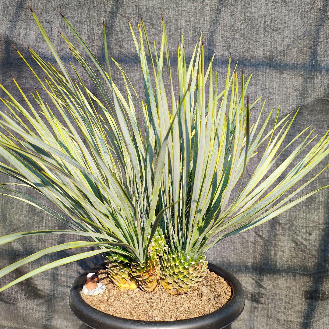 ロストラータ Hyb ふぉ－ヘッド