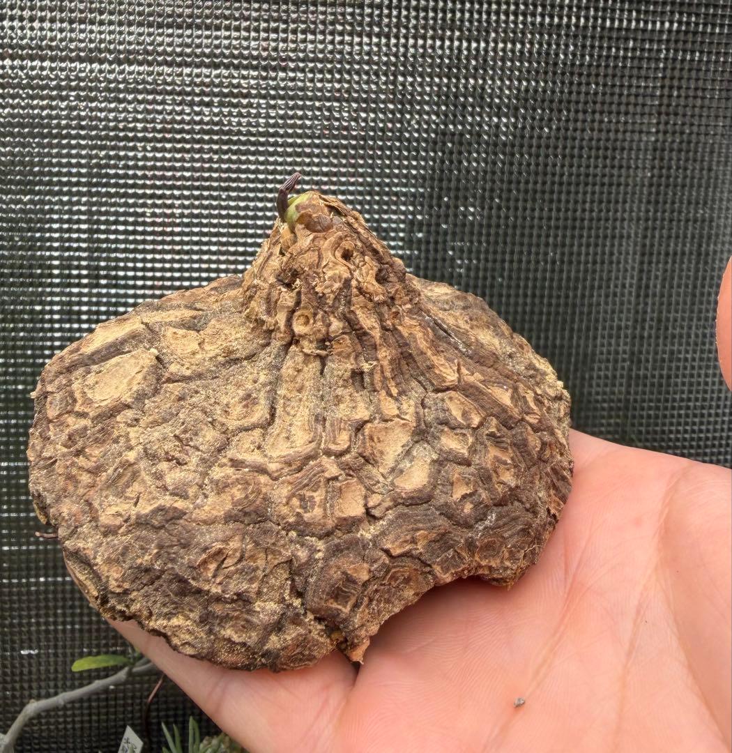 20. ディオスコレア　メキシコ亀甲竜