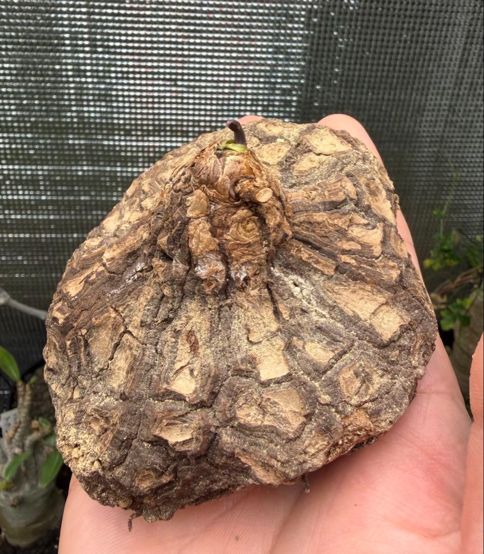 20. ディオスコレア　メキシコ亀甲竜