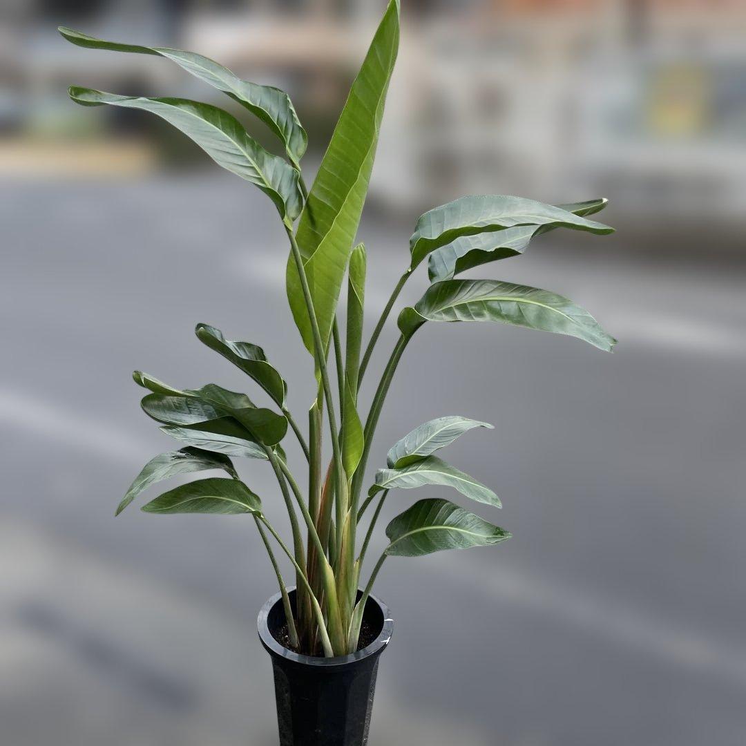 火曜特価！オーガスタ　ストレリチア　ニコライ　3株植　苗　10号鉢　観葉植物