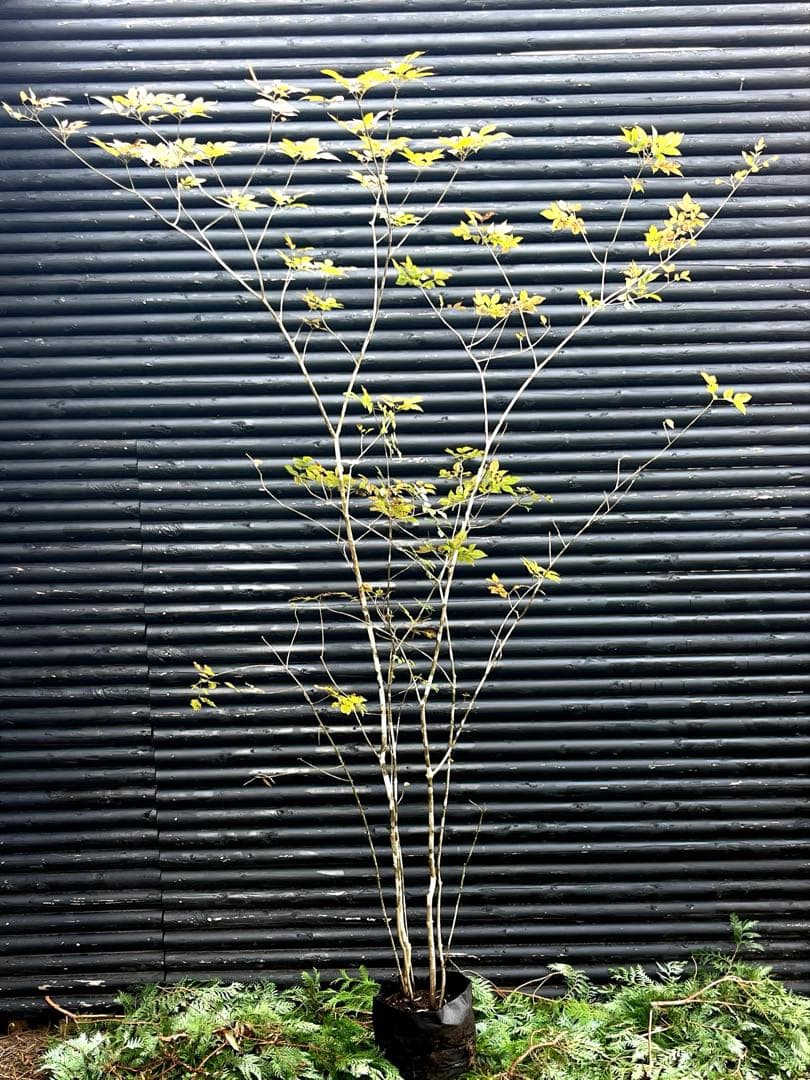 山採り天然　アオダモ　5本株立ち　300