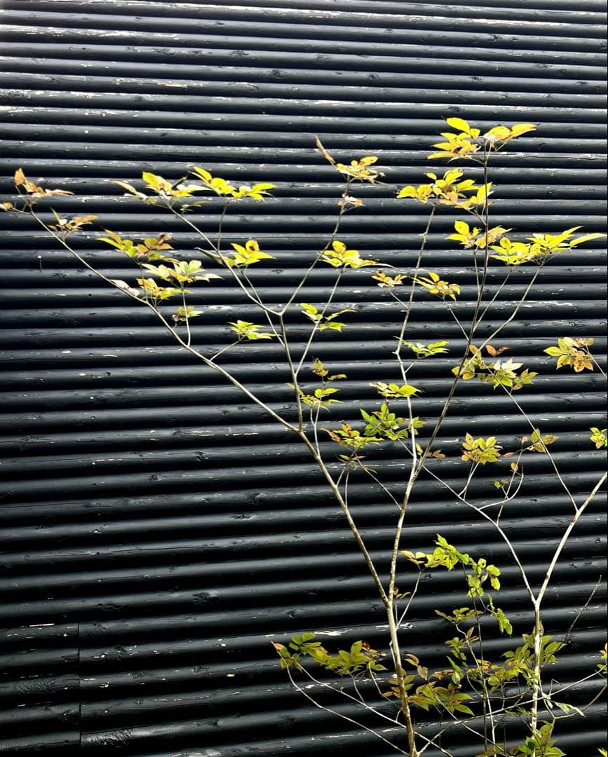 山採り天然　アオダモ　5本株立ち　300