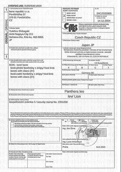 高品質！バーバリーライオン 右後肢（爪4本付）骨格　※登録票付