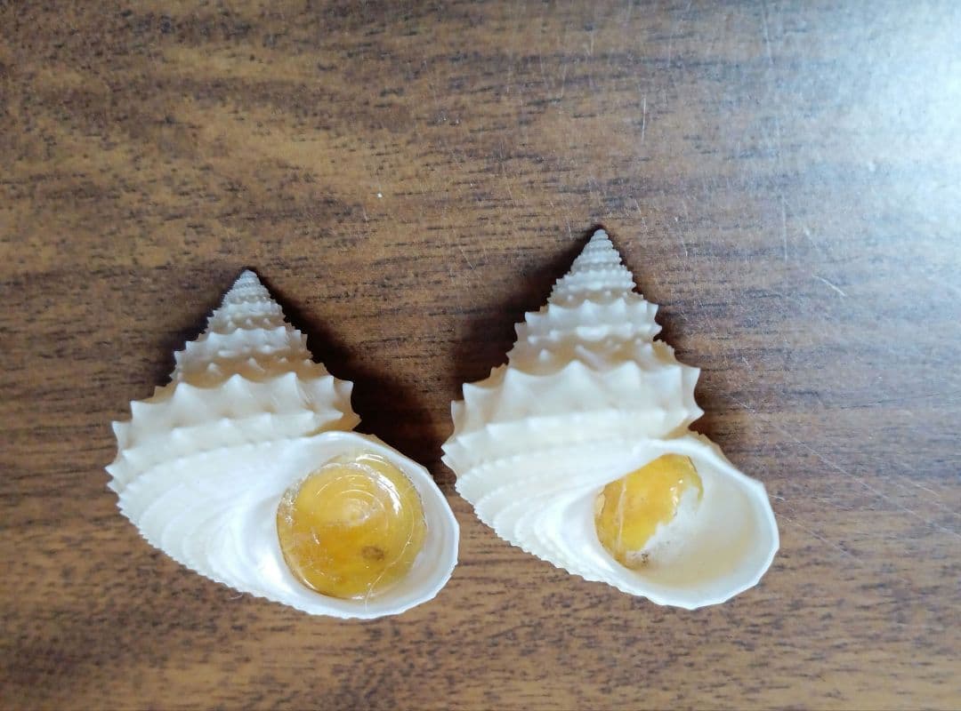 貝殻標本　イガギンエビス