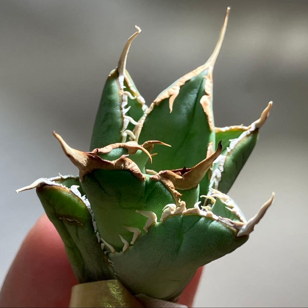 p*6様 【初売りオークション】38 REZA産　イラン株　強棘　アガベ　アング