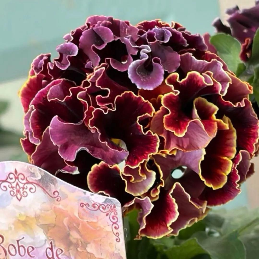 ✿Dom❤Mia✿プロフ必読✿様　リクエスト　14苗