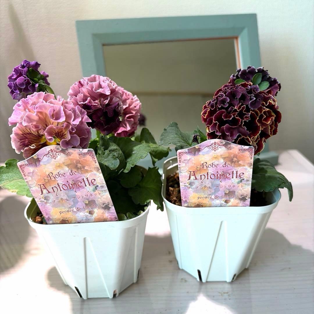 ✿Dom❤Mia✿プロフ必読✿様　リクエスト　14苗