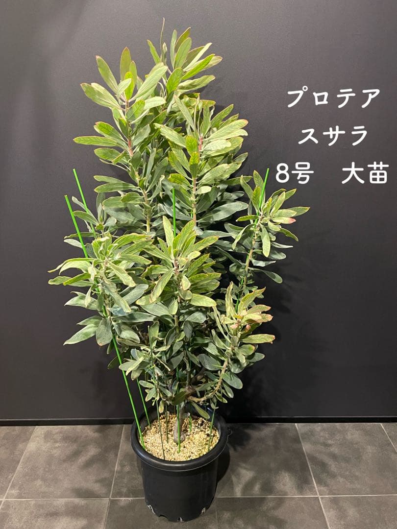 プロテア スサラ 8号 大苗 鉢植え 苗 オージー ネイティブ プランツ